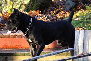 old world obrad custodi nos